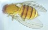 Drosophila suzukii